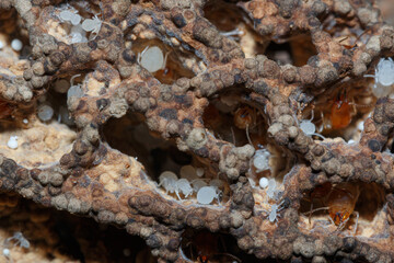 Termite nest with larvae and adults,close up