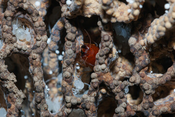 Termite nest with larvae and adults,close up