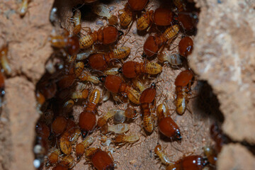 large termites team on a termite nest,close up
