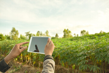 An agronomist uses a blank screen of a tablet in an agricultural field. agricultural technology concept cassava