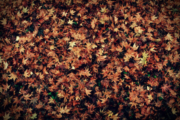 땅에 내려 않은 알록달록한 예쁜 단풍 나뭇잎 가을의 느낌의 낙엽 - Colorful and pretty autumn leaves that are not on the ground-like leaves.	
