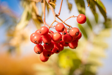 rowan berries close-up in autumn