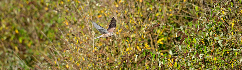 Turmfalke // Common kestrel (Falco tinnunculus)
