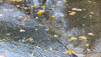 yellow fallen leaves on wet asphalt pavement of city road after autumn rain - obrazy, fototapety, plakaty