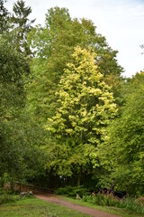 Obraz premium L'arbre au feuillage vert-doré au dessus d'un chemin au parc Tournay-Solvay à Watermael-Boitsfort