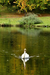 Cygne nageant tranquillement dans les eaux de l'étang du parc Tournay-Solvay à Watermael-Boitsfort 