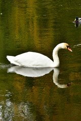 Cygne nageant tranquillement dans les eaux de l'étang du parc Tournay-Solvay à Watermael-Boitsfort 