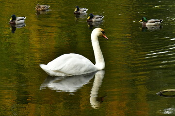 Cygne nageant tranquillement dans les eaux de l'étang du parc Tournay-Solvay à Watermael-Boitsfort 