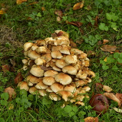 Ama de champignons au pied d'un arbre au parc Tournay-Solvay en automne à Watermael-Boitsfort 
