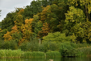 Fototapeta na wymiar Végétation luxuriante au début de l'automne à la réserve naturelle aux Etangs de Boitsfort à Watermael-Boitsfort au sud-est de Bruxelles 
