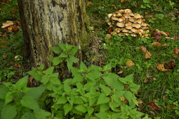 Ama de champignons au pied d'un arbre au parc Tournay-Solvay en automne à Watermael-Boitsfort 