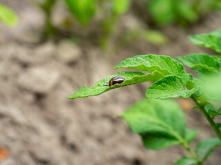 Close-up of an adult Colorado potato beetle on potato leaves. Insects, parasites, pests of agriculture