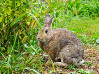 close-up of a cute little rabbit wet after the rain in summer among the grass. Cute pet