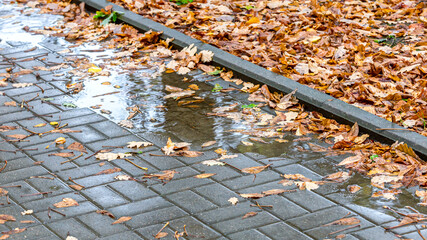 colorful autumn leaves in a puddle of water on the sidewalk
