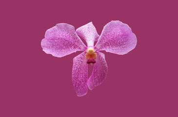 Fototapeta na wymiar Isolated vanda or hybrid orchid flower with clipping paths.