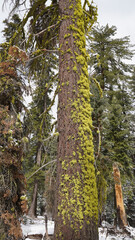 Huge trees in the Giant Forest of Sequoia and Kings Canyon National Park in California, USA. 