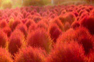 赤く染まったコキア