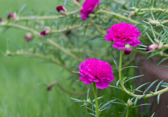 beauty fresh purple portulaca flower multi soft petal in botany garden