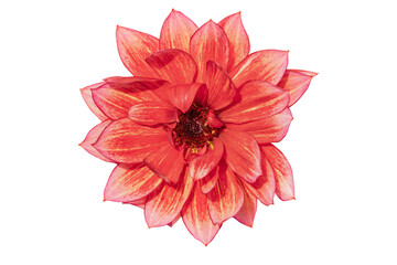 Wine red dahlia blossom isolated on white