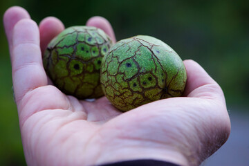Juglans regia. walnut in hand. two nuts held by a man's hand. in green peel. hard nut, close-up....