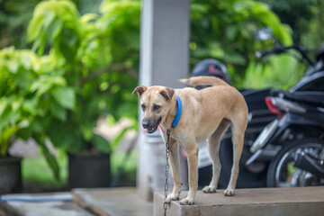 Close-up view of fierce dogs that are guarded by the house, with chains tied together for the safety of the spectators and under the care of the owners.