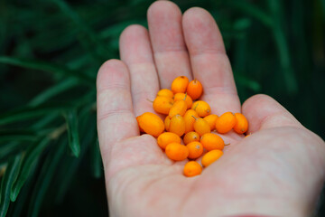 Hand holding ripe sea-buckthorn berries. Hippophae, orange colored berries in hand. branch with green leaves. vitamin C, useful sea buckthorn in medicine and cosmetology. berries for sea buckthorn oil