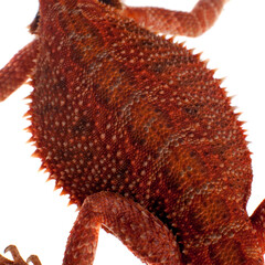 Red Bearded dragon, Pogona vitticeps, on white