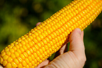 Swing of sweet corn in hands. yellow swing of ripe corn, close-up. good harvest. ear close-up, natural background. grains of bright yellow corn. Vegetarian food. plucked corn in the field
