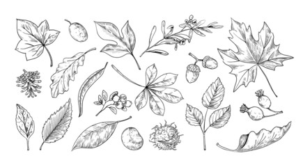 Autumn leaves sketch. Hand drawn fall foliage of chestnut, maple and oak. Botanical herbarium collection. Acorns and rosehip berry. Natural engraving elements set. Vector isolated plants © SpicyTruffel
