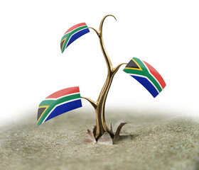 3d sprout with South African republic flag on white