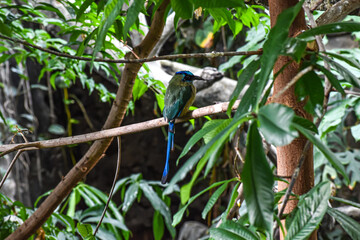Blue-Crowned Motmot sitting on a branch