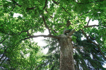 力強く美しい大木