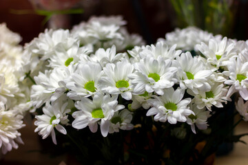 bouquet of white chrysanthemums with a green center close-up