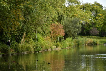 Fototapeta na wymiar L'arbuste à feuillage brun contrastant avec les vert de la végétation luxuriante à l'étang du parc Tercoigne à Auderghem