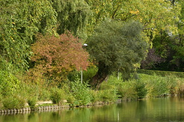 L'arbuste à feuillage brun contrastant avec les vert de la végétation luxuriante à l'étang du parc Tercoigne à Auderghem