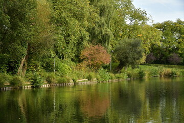 Fototapeta na wymiar L'arbuste à feuillage brun contrastant avec les vert de la végétation luxuriante à l'étang du parc Tercoigne à Auderghem