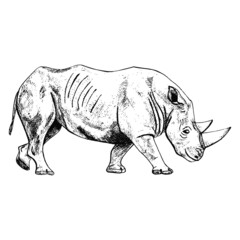 Rhinoceros isolated on white background. Sketch graphic animal with horn savannah in engraving style.