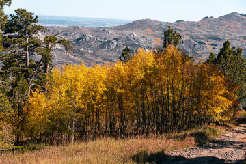Autumn Trees in Wyoming Mountain Range Rocky Mountains