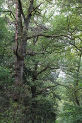 Wandern auf den Nordpfaden im Landkreis Rotenburg (Wümme), Nordpfad Rotenburger Wasserreich (Hiking in north Western Germany) | Wanderweg