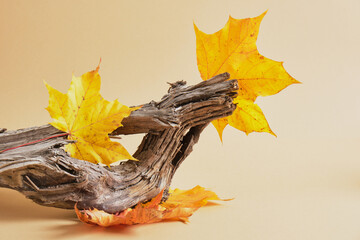 driftwood and autumn maple leaves on beige background, mock-up background