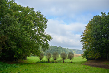 Baumgruppe in klein gegen groß