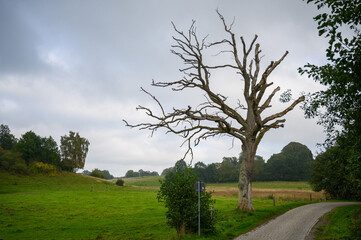 Fototapeta na wymiar abgestorbener Baum an Landstraße