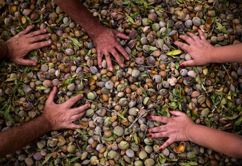 Hands on lot of almonds in shell