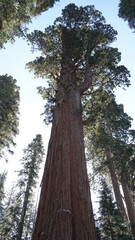Huge trees in the Giant Forest of Sequoia and Kings Canyon National Park in California, USA. 