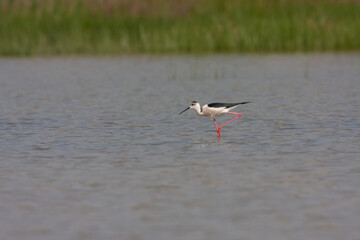 Black-winged Stilt (Himantopus himantopus) feeding in a pond