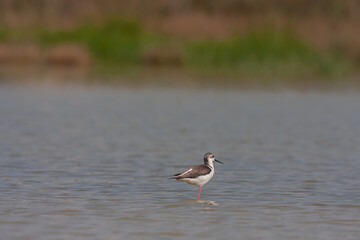 Black-winged Stilt (Himantopus himantopus) feeding in a pond