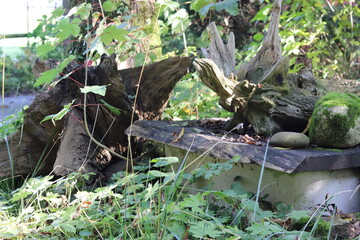 baumwurzeln wald deko garten natur wald
