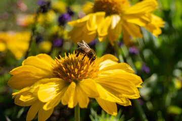 Biene fühlt sich wohl 