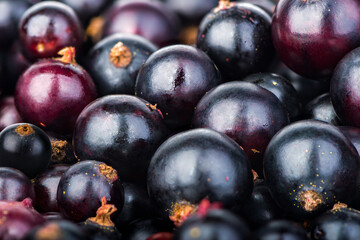 Background of currant