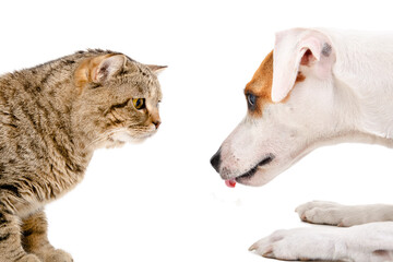 Lovely dog Jack Russell Terrier and curious cat Scottish Straight isolated on a white background